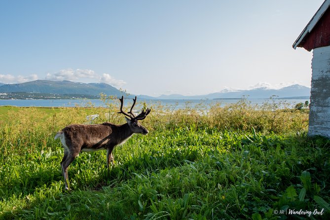 Small-group Arctic Landscapes Sightseeing - With Citizen Science - From Tromso - Tour Experience