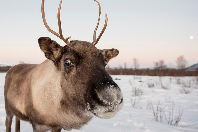 Small-Group Arctic Sightseeing Tour With Citizen Science From Tromso - Inclusions