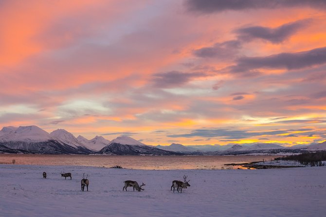Small-Group Arctic Sightseeing Tour With Citizen Science From Tromso - Directions