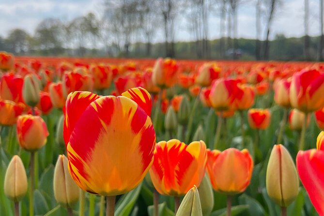 Small Group Bike Tour to Tulips Field in Lisse - Booking Information
