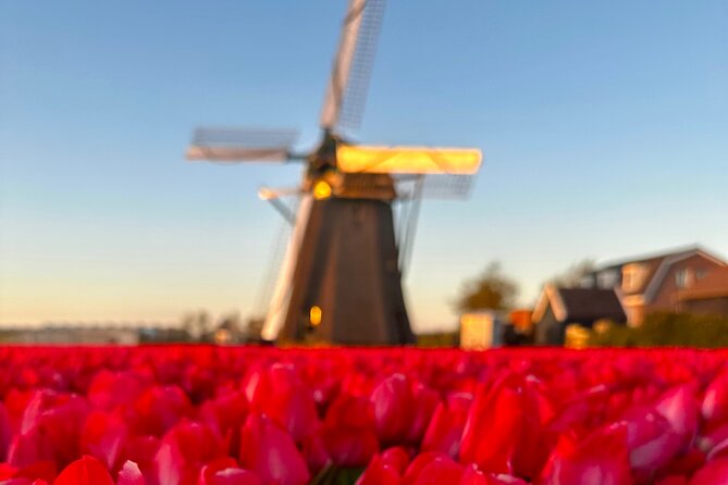 Small Group Bike Tour to Tulips Field in Lisse - Common Questions