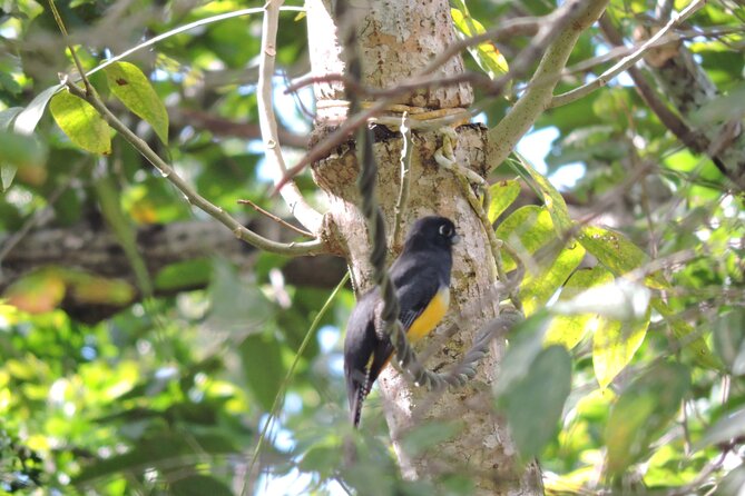 Small-Group Birdwatching Sian Kaan With Professional Guide - Tour Details