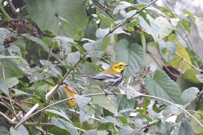Small-Group Birdwatching Sian Kaan With Professional Guide - Tour Itinerary