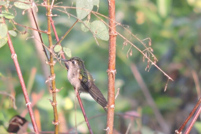 Small-Group Birdwatching Sian Kaan With Professional Guide - Bird Species to Spot