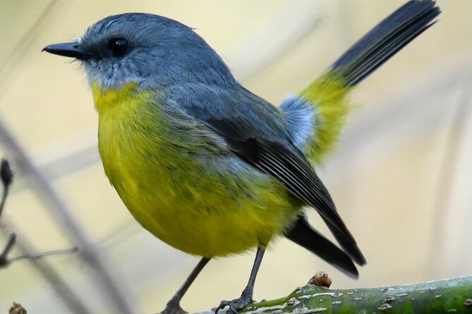 Small-Group Birdwatching Tour, Sydney's Northern Beaches  - New South Wales - Inclusions and Equipment