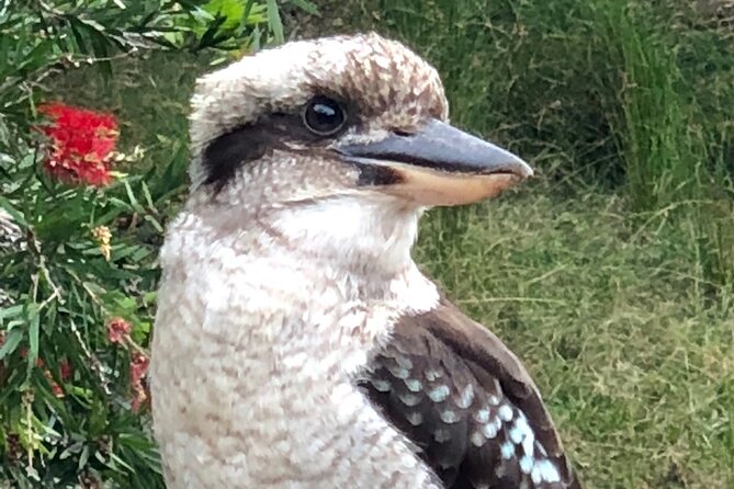 Small-Group Birdwatching Tour, Sydney's Northern Beaches  - New South Wales - Traveler Photos and Reviews