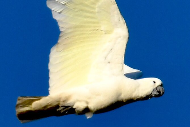 Small-Group Birdwatching Tour, Sydney's Northern Beaches  - New South Wales - Pricing and Additional Information