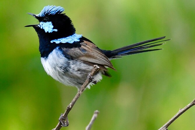 Small-Group Birdwatching Tour, Sydney's Northern Beaches  - New South Wales - Tour Highlights