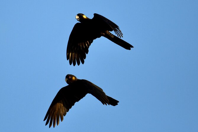 Small-Group Birdwatching Tour, Sydney's Northern Beaches  - New South Wales - How to Book