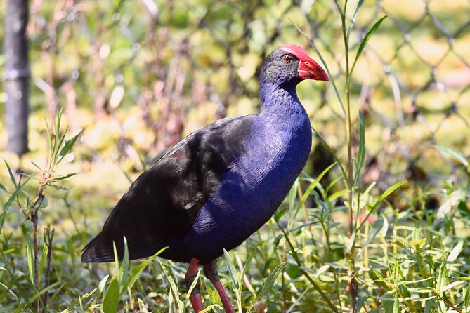Small-Group Birdwatching Tour, Sydney's Northern Beaches  - New South Wales - Common Questions