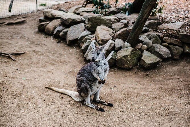 Small-Group Blue Mountains Day Trip From Sydney With Wildlife Park - Traveler Experiences and Reviews
