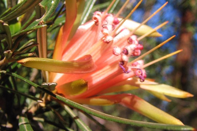 Small-Group Blue Mountains Tour With Bush Walks and Featherdale Wildlife Park - Negative Experience