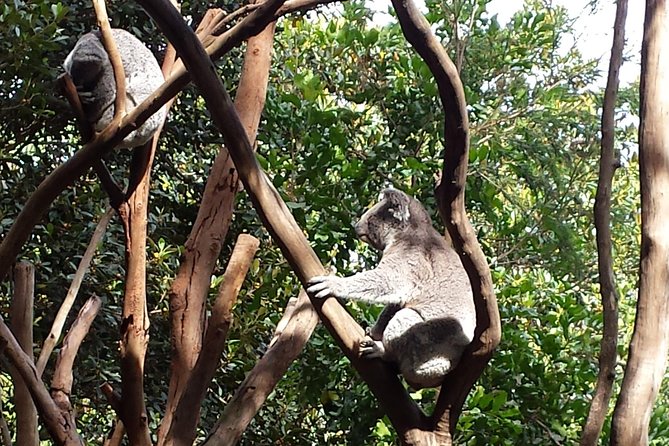 Small-Group Blue Mountains Tour With Bush Walks and Featherdale Wildlife Park - Directions