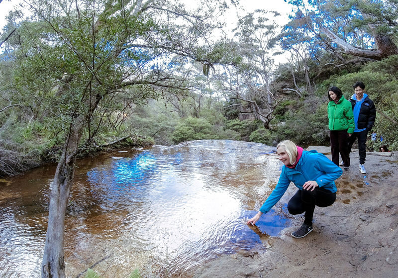 Small Group Blue Mountains Wildlife & Bushwalk Tour from Sydney - From Sydney’s hotel stops to Featherdale