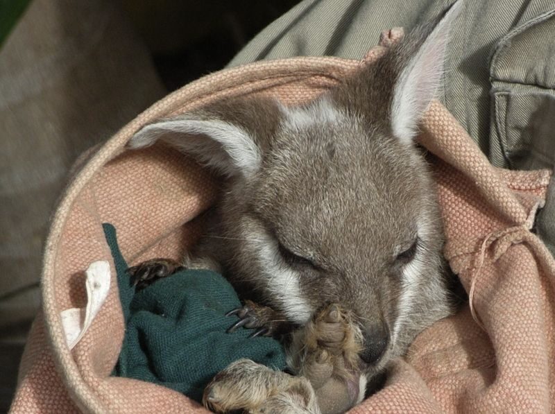 Small Group Blue Mountains Wildlife & Bushwalk Tour from Sydney - Who should book this Blue Mountains day trip?