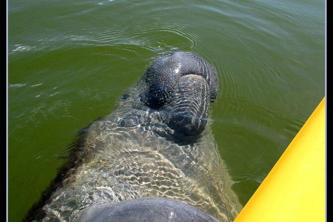 Small Group Boat, Kayak and Walking Guided Eco Tour Everglades - Final Thoughts