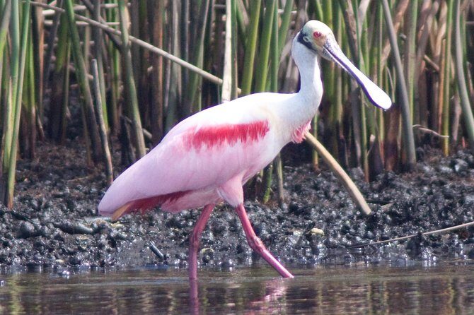 Small Group Boat, Kayak and Walking Guided Eco Tour Everglades - FAQ