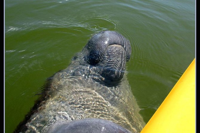Small Group Boat, Kayak and Walking Guided Eco Tour in Everglades National Park - Reviews and Feedback