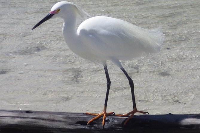 Small Group Boat, Kayak and Walking Guided Eco Tour in Everglades National Park - Common Questions