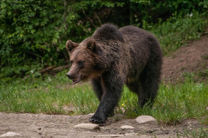 Small-Group Brown Bear-Watching Experience From Brasov - Inclusions and Logistics