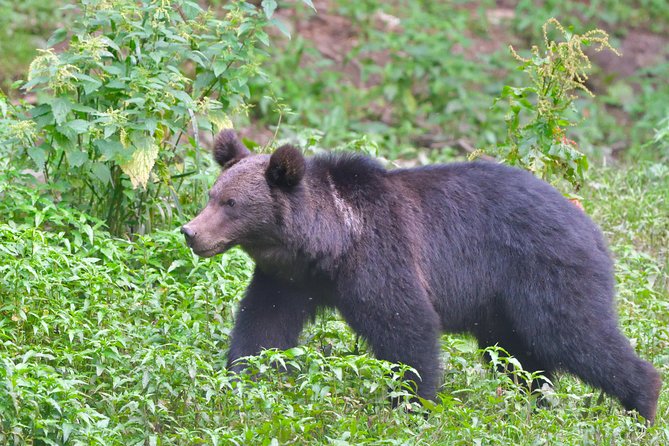Small-Group Brown Bear-Watching Experience From Brasov - Meeting and Pickup Details