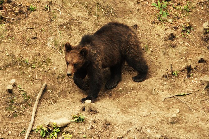 Small-Group Brown Bear-Watching Experience From Brasov - Frequently Asked Questions