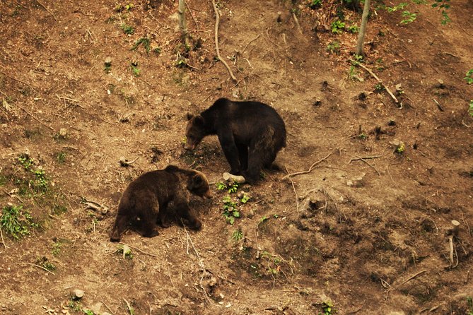 Small-Group Brown Bear-Watching Experience From Brasov - The Sum Up