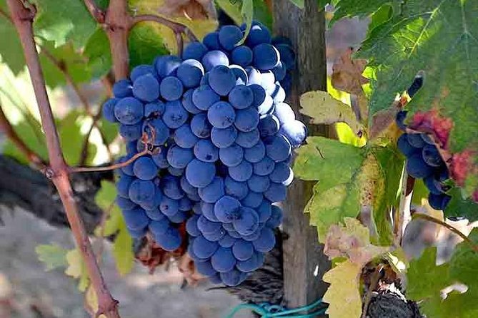 Small-Group Brunello Wine Tour of Montalcino From Florence - Customer Support