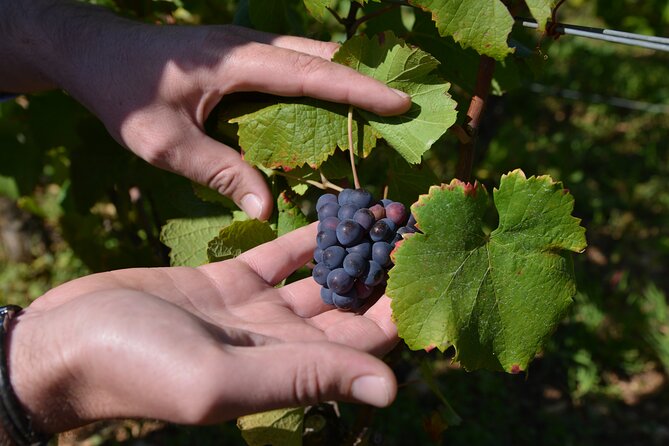 Small-Group Burgundy Tour With Wine Tastings From Dijon - The Sum Up
