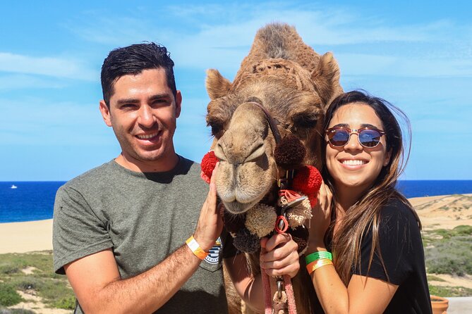 Small-Group Camel Riding on the Beach in Cabo San Lucas  - San Jose Del Cabo - What To Expect