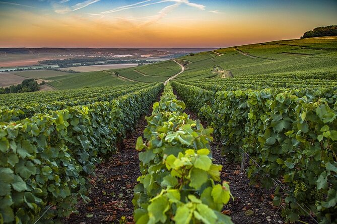 Small Group Champagne Tasting From Reims  - Cancel 24H Prior & Full Refund - The Sum Up