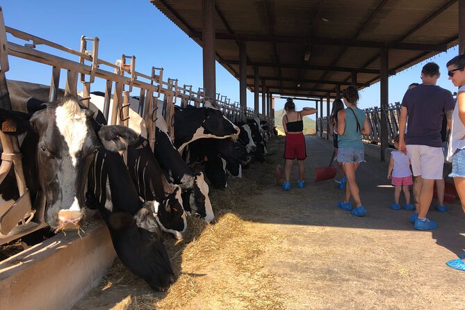 Small Group Cheese Making and Tasting From the Island of Baleares - Booking and Cancellation Information