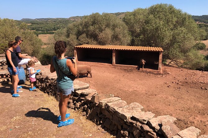 Small Group Cheese Making and Tasting From the Island of Baleares - Tour of the Farm and Feeding Milk to the Calves