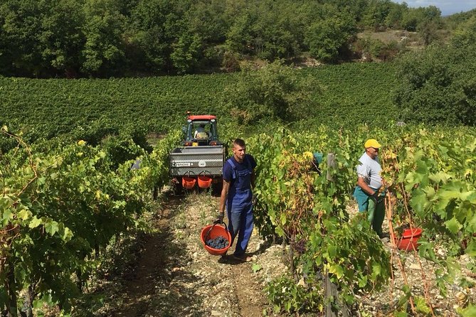 Small Group Chianti Wine Tasting With Seven Tuscan Wines - Guided Tasting of Estate Wines