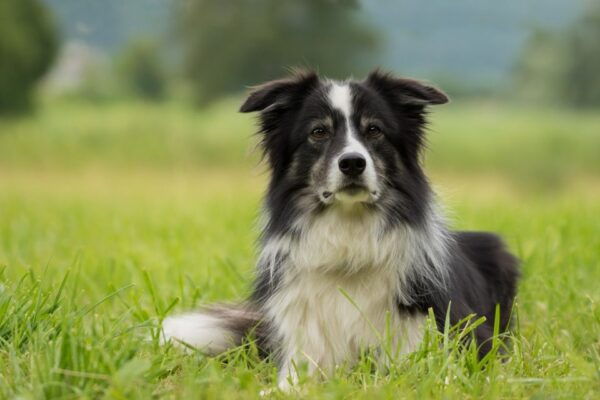 Small Group: Connemara, Sheepdog Show & Medieval Castle Tour - Aughnanure Castle Tour