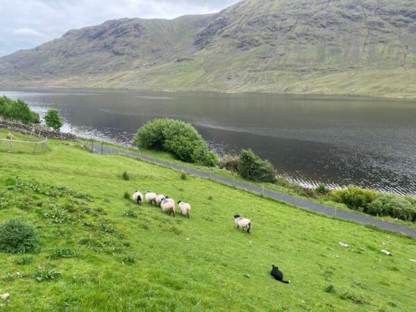 Small Group: Connemara, Sheepdog Show & Medieval Castle Tour - Common Questions