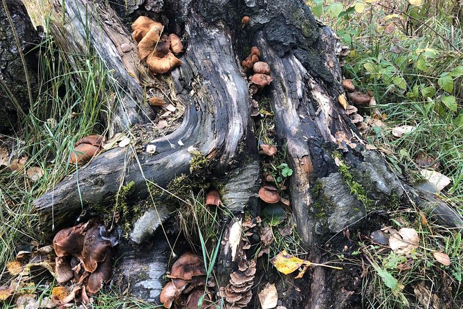 Small-Group Day Hike, Rivers and Forests of Chugach State Park  - Anchorage - Enjoyable Experience