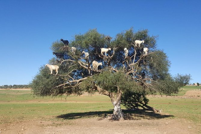 Small-Group Day Trip From Marrakech - Good To Know
