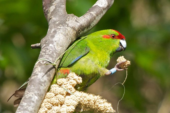 Small Group Daytime 2-Hour Eco Wildlife Tour at Zealandia - End Point and Transportation