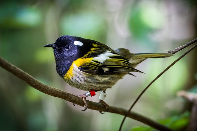 Small Group Daytime 2-Hour Eco Wildlife Tour at Zealandia - Additional Features and Reviews
