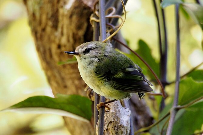 Small Group Daytime 2-Hour Eco Wildlife Tour at Zealandia - Birding at Zealandia