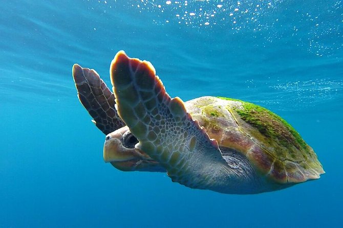 Small-Group Dolphin and Whale Watching in Tenerife With Biologist - Customer Reviews