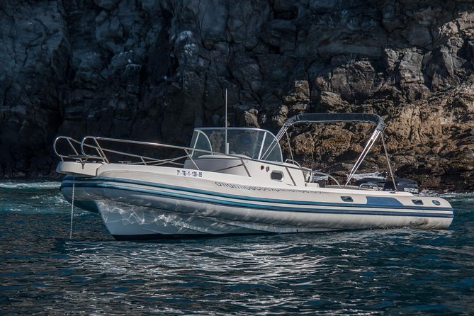 Small-Group Dolphin and Whale Watching in Tenerife With Biologist - Marine Animals