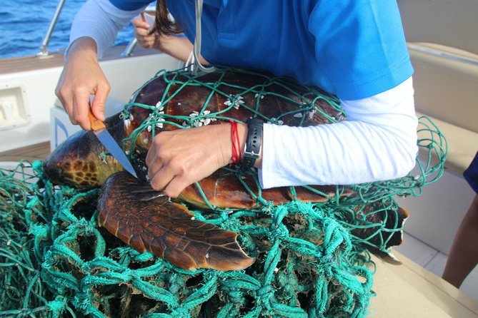 Small-Group Dolphin and Whale Watching in Tenerife With Biologist - Directions