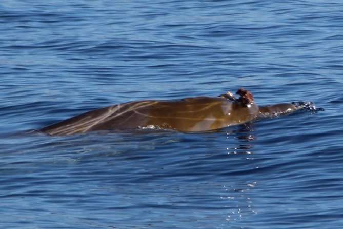 Small-Group Dolphin and Whale Watching in Tenerife With Biologist - Tour Overview