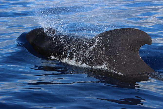 Small-Group Dolphin and Whale Watching in Tenerife With Biologist - Overall Satisfaction
