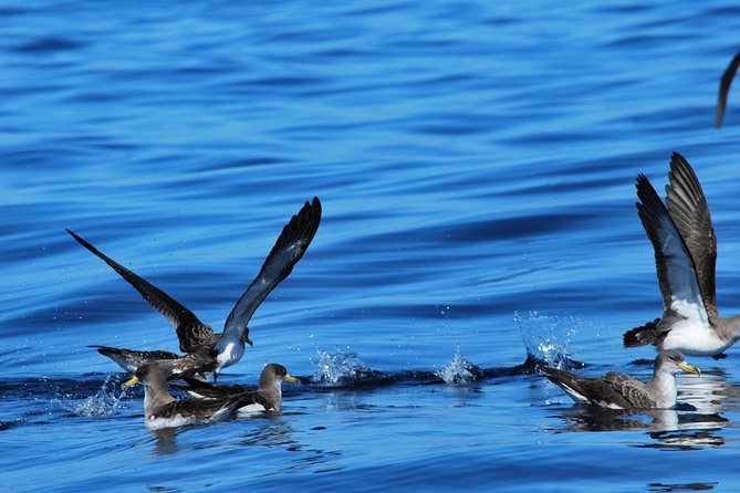 Small-Group Dolphin and Whale Watching in Tenerife With Biologist - Common Questions
