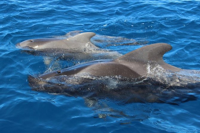 Small-Group Dolphin and Whale Watching in Tenerife With Biologist - The Sum Up