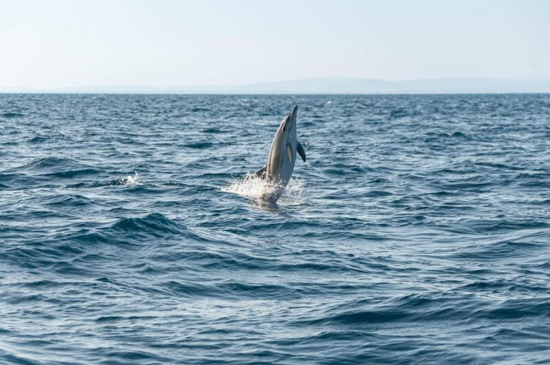 (Small Group) Dolphin & Marine Wildlife Watching Tour - Good To Know