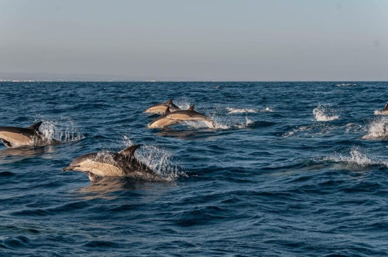 (Small Group) Dolphin & Marine Wildlife Watching Tour - What to Expect from the Dolphin & Marine Wildlife Watching Tour